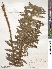 Polystichum tagawanum image