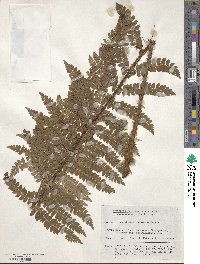 Polystichum tagawanum image