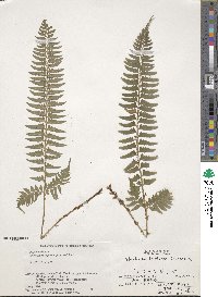 Polystichum tripteron image