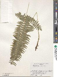 Polystichum tripteron image