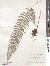 Polystichum tripteron image