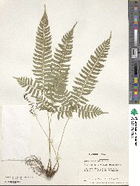 Polystichum tripteron image