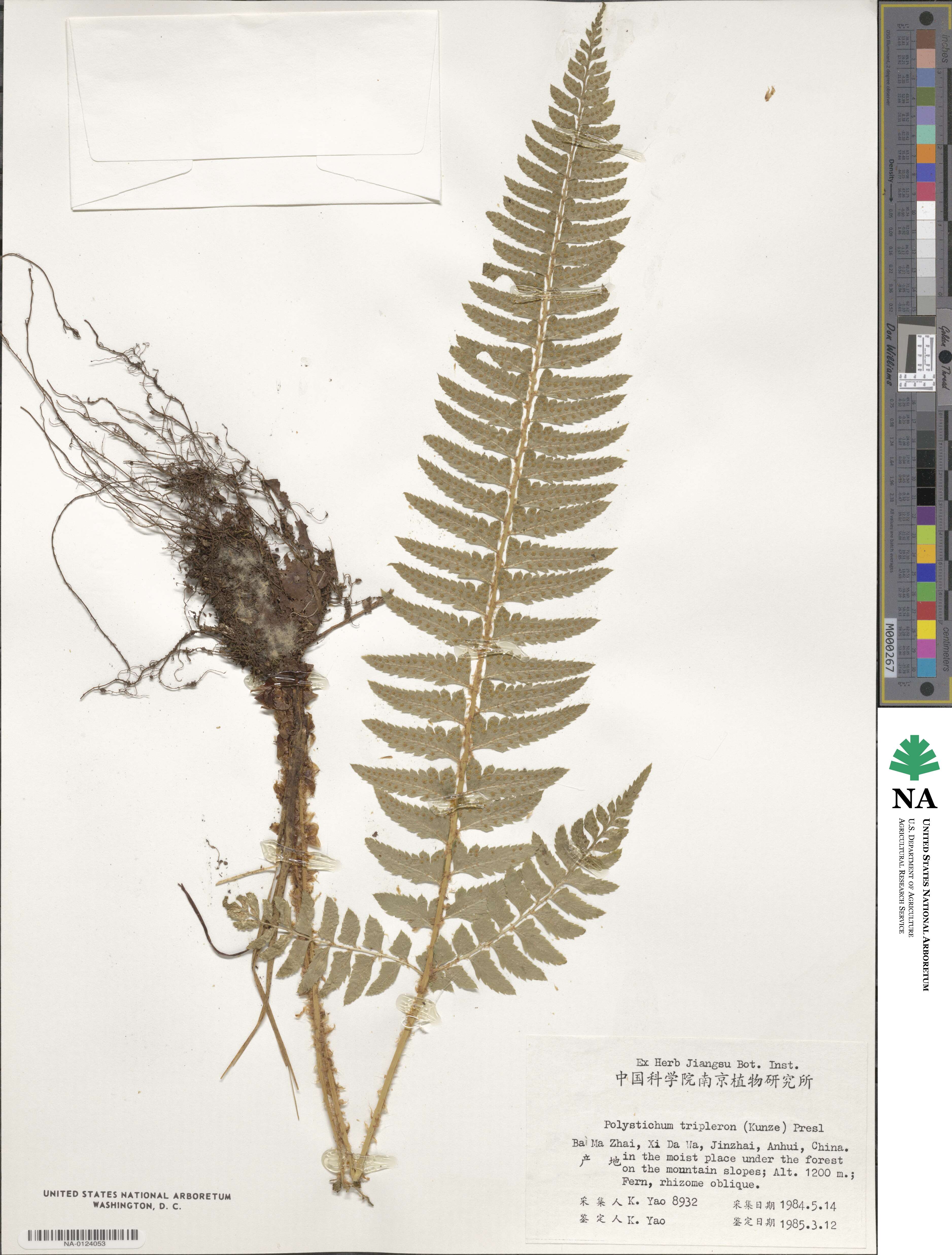 Polystichum tripteron image