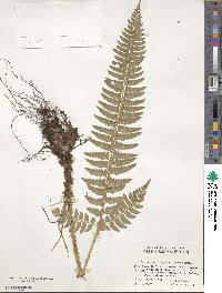 Polystichum tripteron image