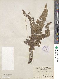 Polystichum tripteron image