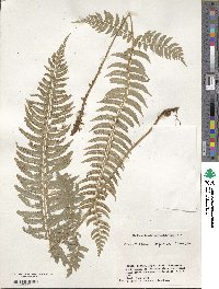 Polystichum tripteron image