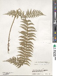 Polystichum tripteron image