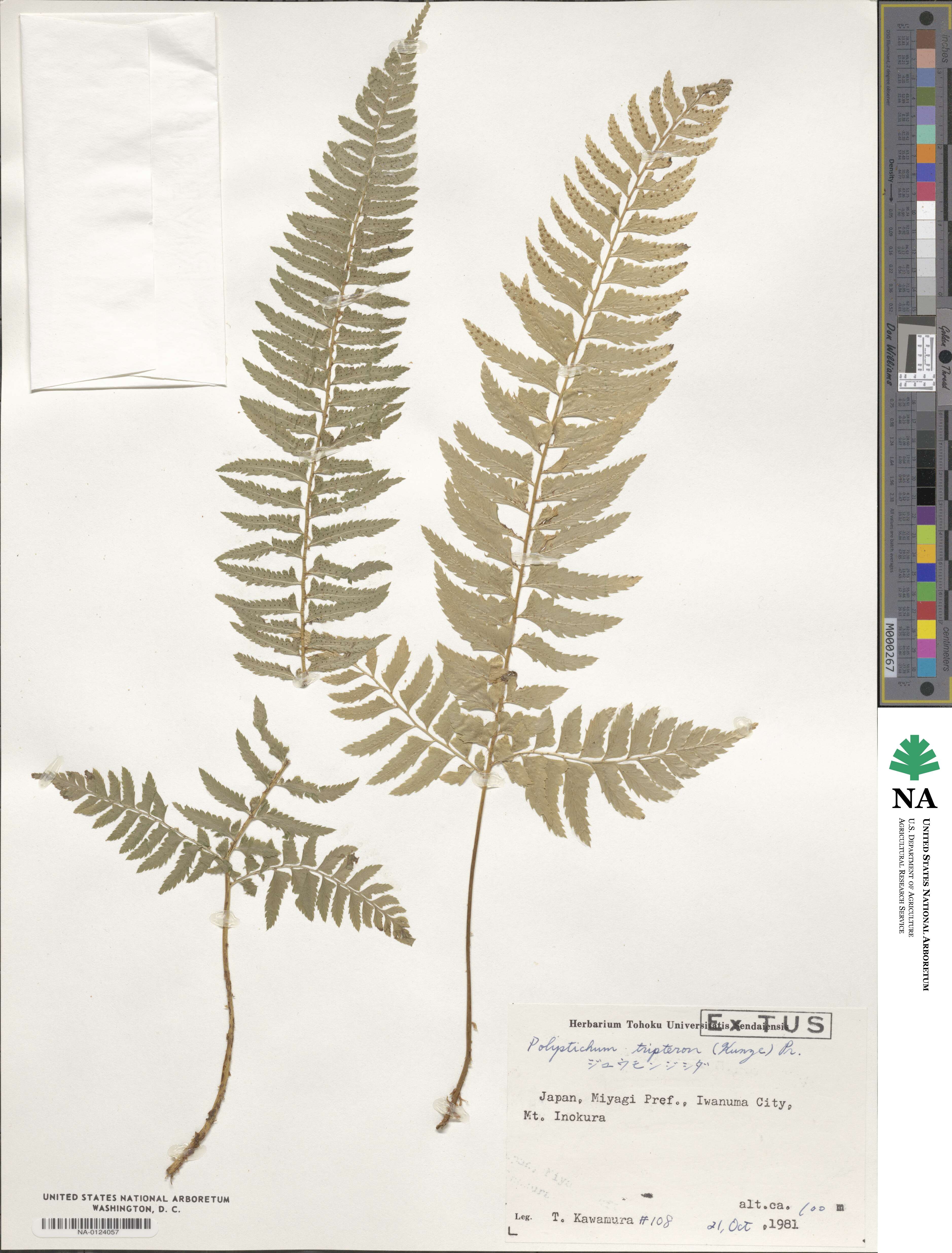 Polystichum tripteron image