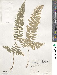 Polystichum tripteron image