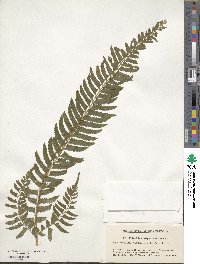 Polystichum tripteron image