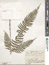 Polystichum tripteron image