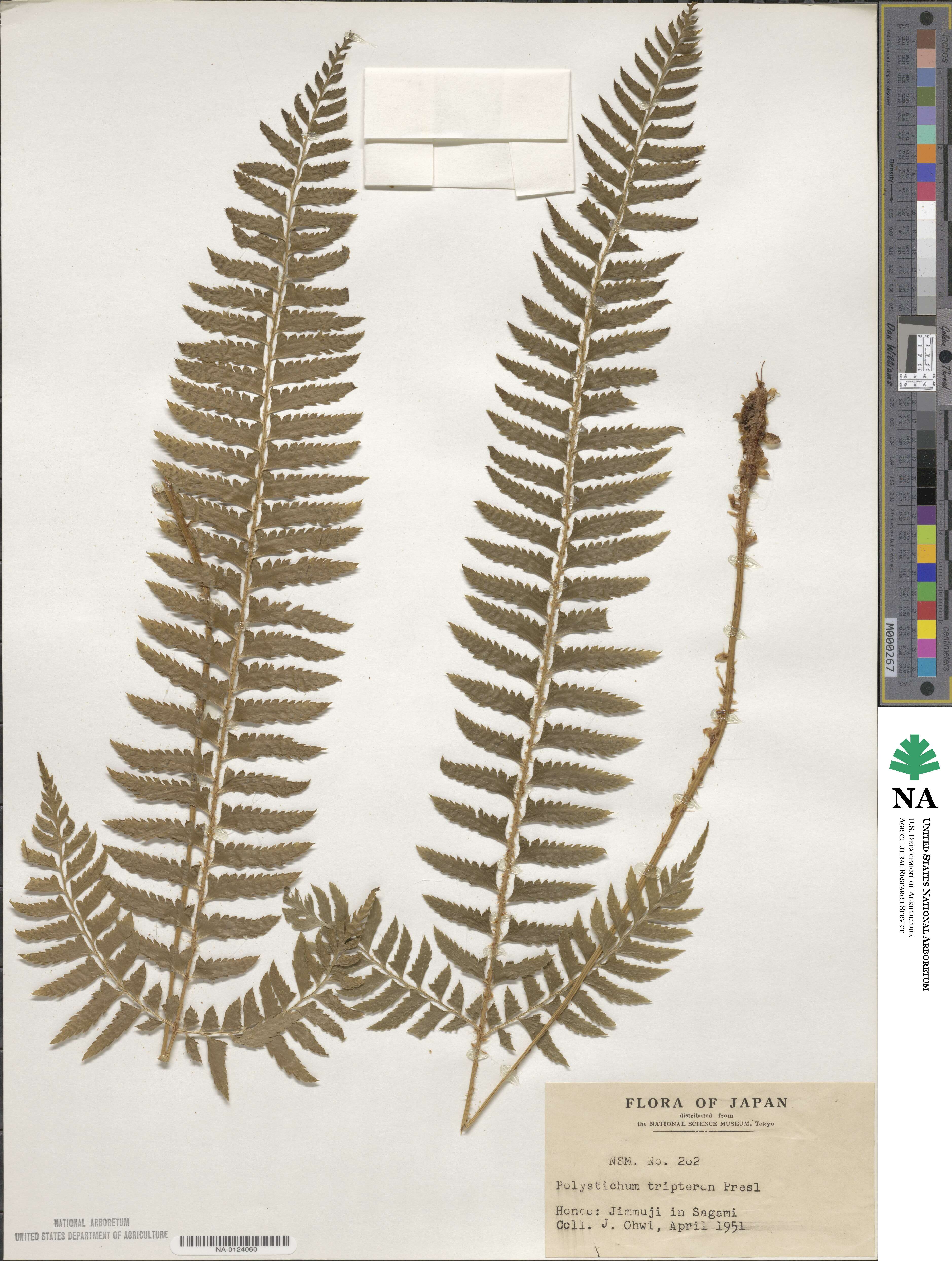 Polystichum tripteron image