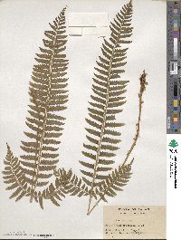 Polystichum tripteron image