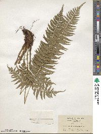 Polystichum tripteron image