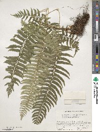 Polystichum tripteron image