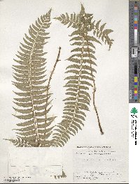 Polystichum tripteron image