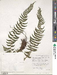 Polystichum tripteron image