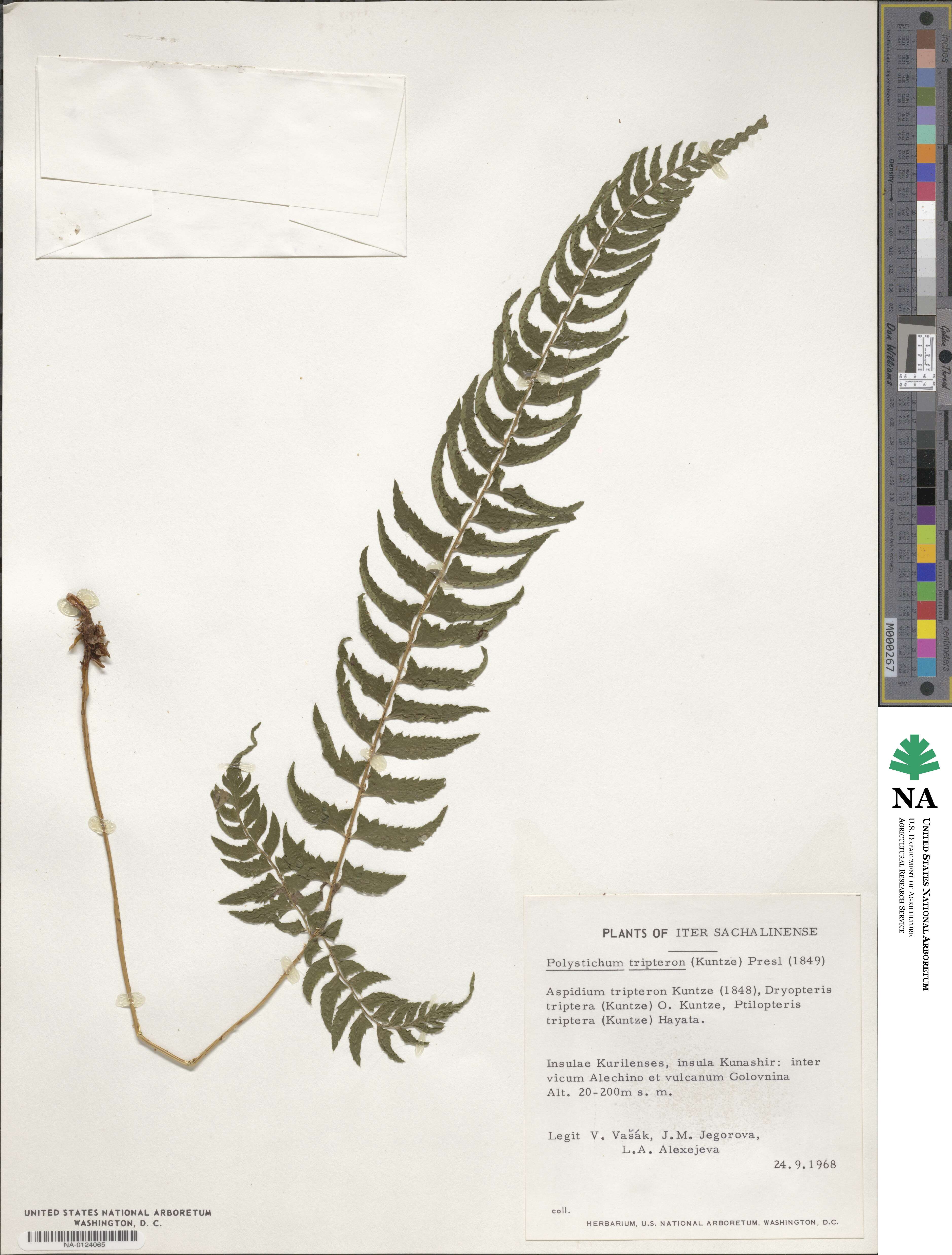 Polystichum tripteron image