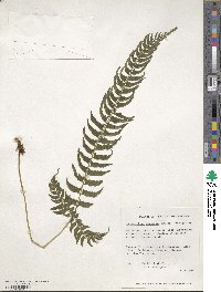 Polystichum tripteron image