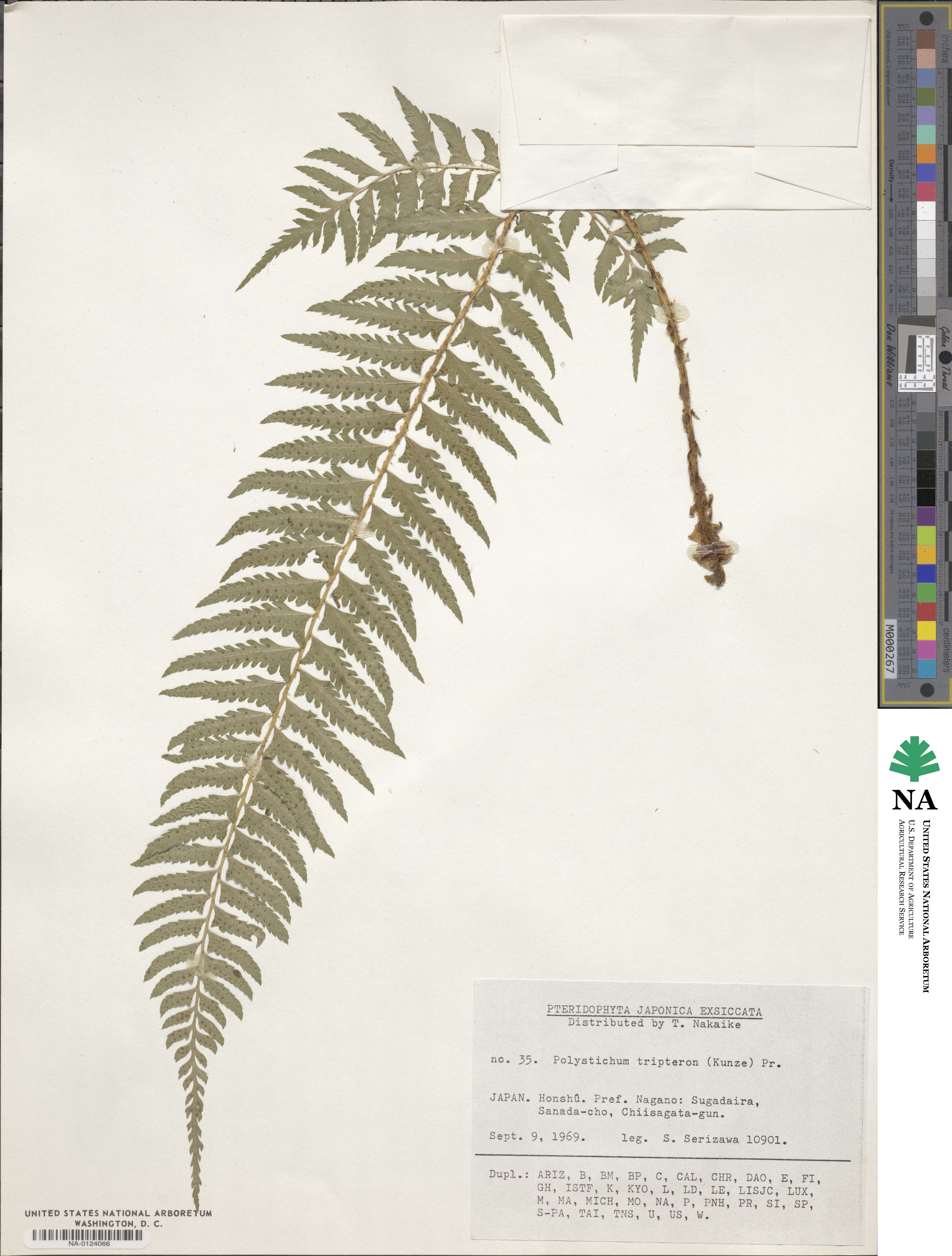 Polystichum tripteron image