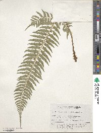 Polystichum tripteron image