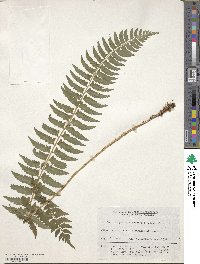 Polystichum tripteron image