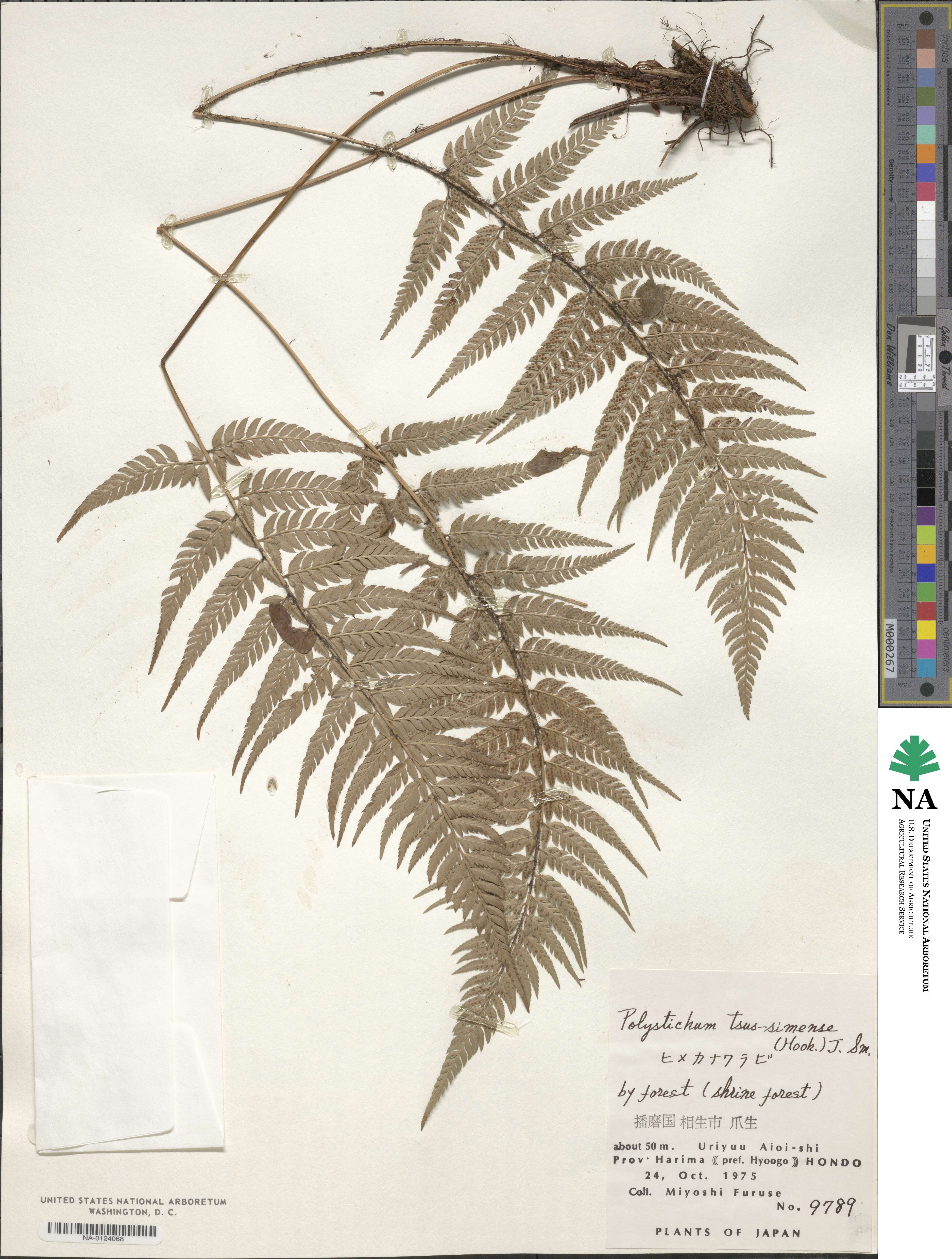 Polystichum luctuosum image