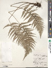 Polystichum luctuosum image