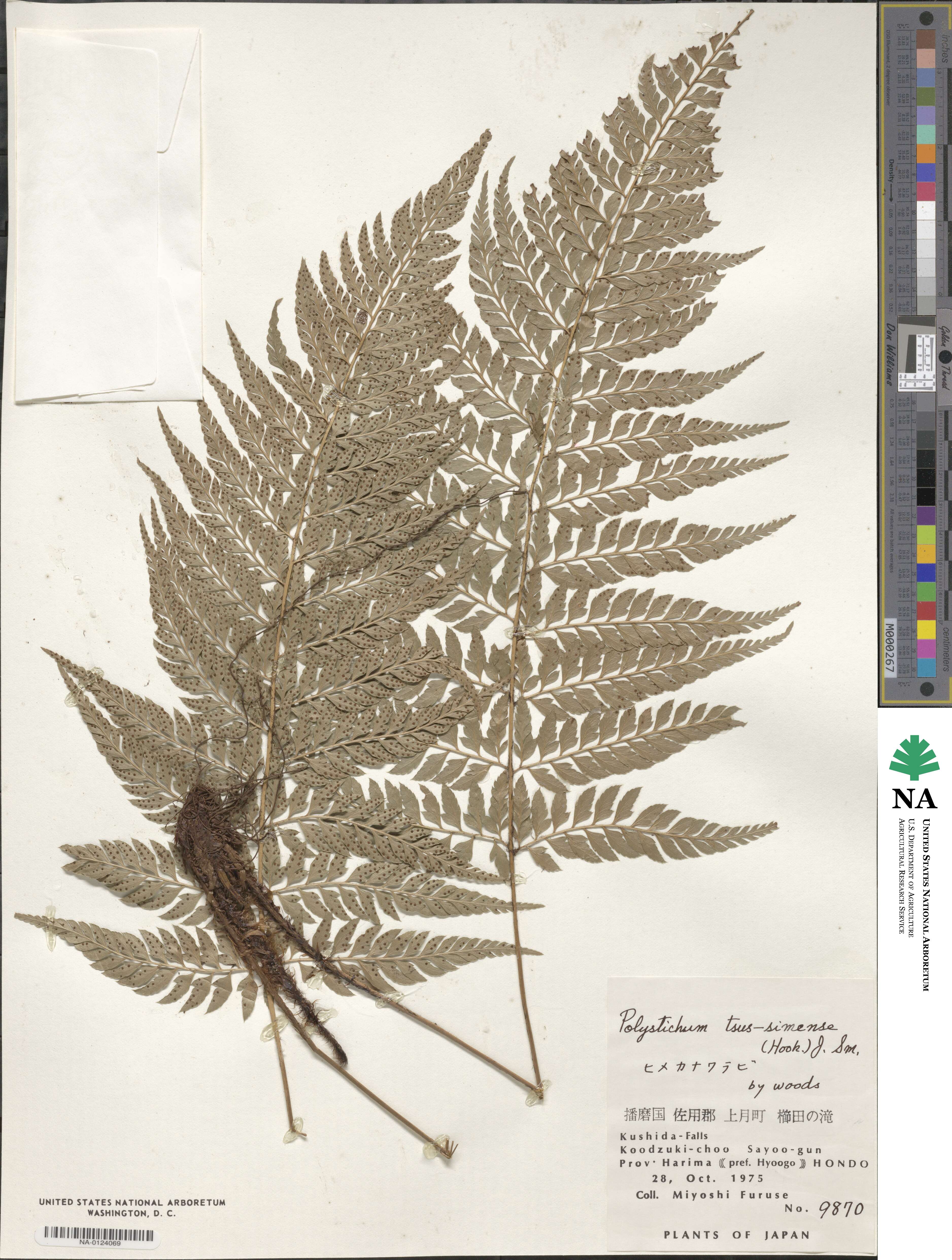 Polystichum luctuosum image