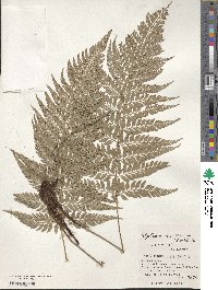 Polystichum luctuosum image