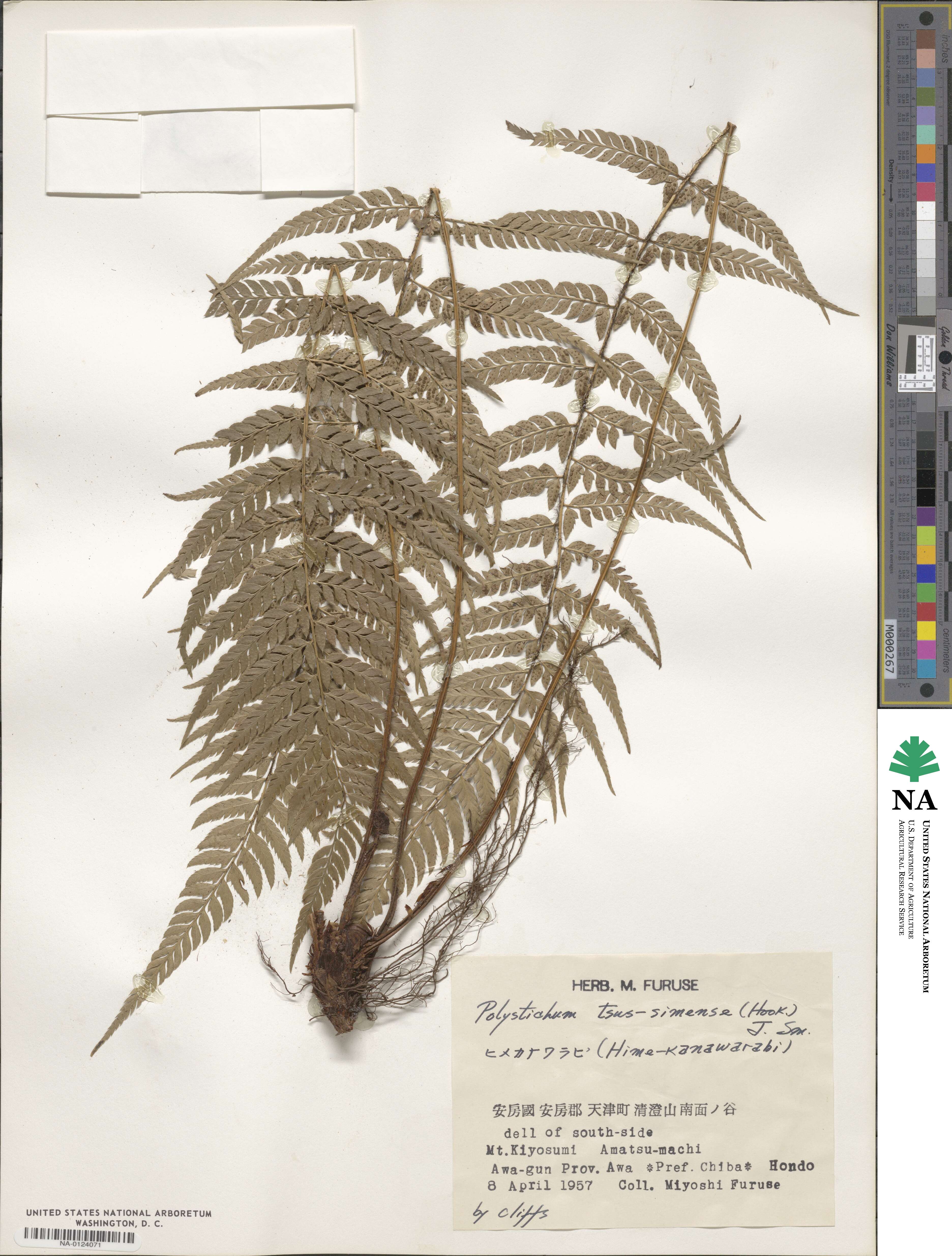 Polystichum luctuosum image