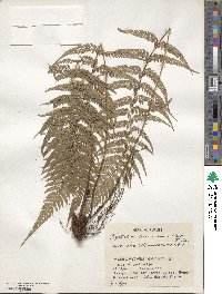 Polystichum luctuosum image