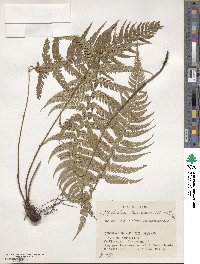 Polystichum luctuosum image