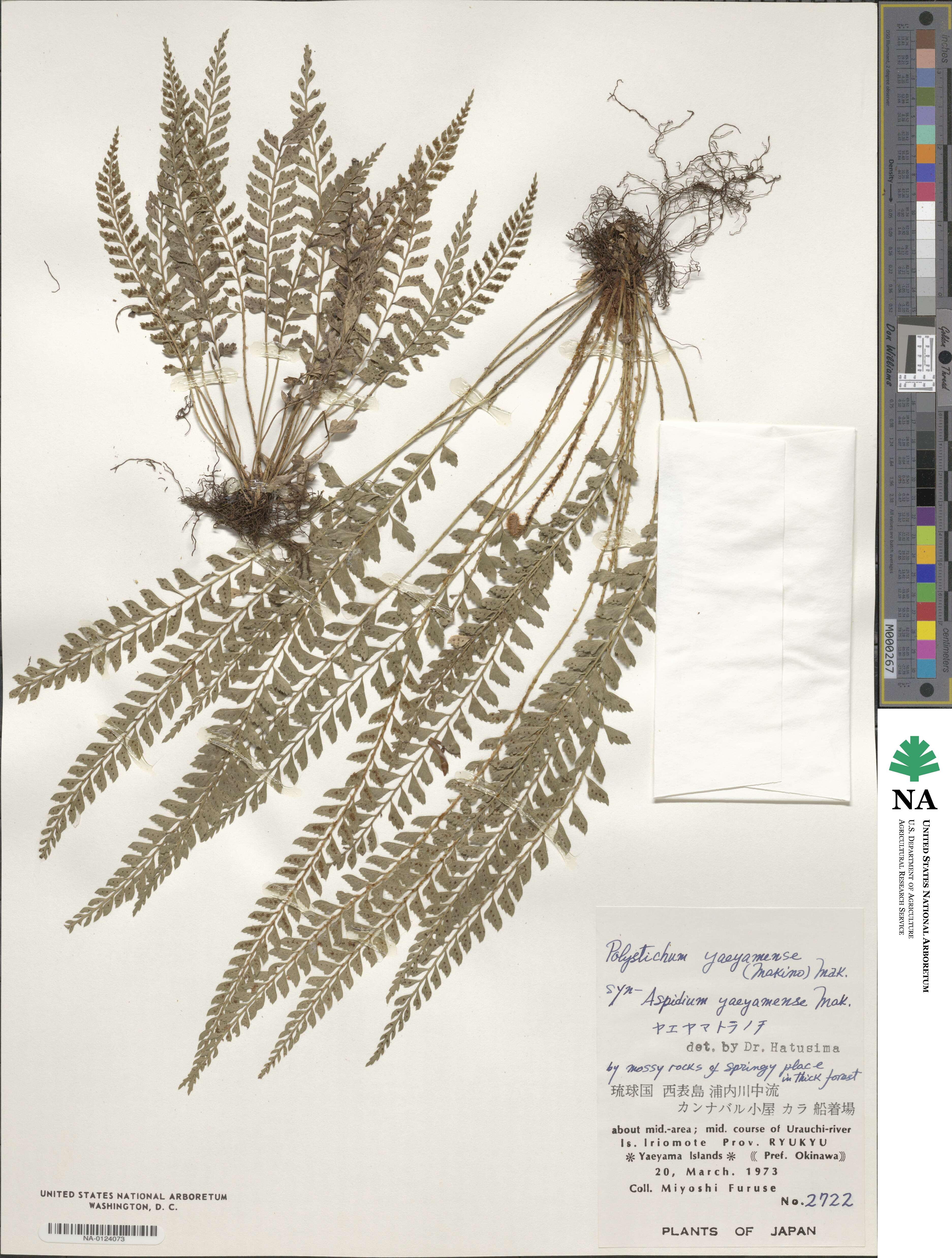 Polystichum yaeyamense image