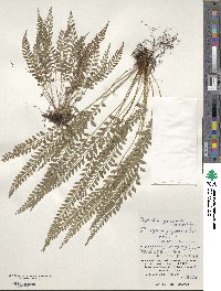 Polystichum yaeyamense image