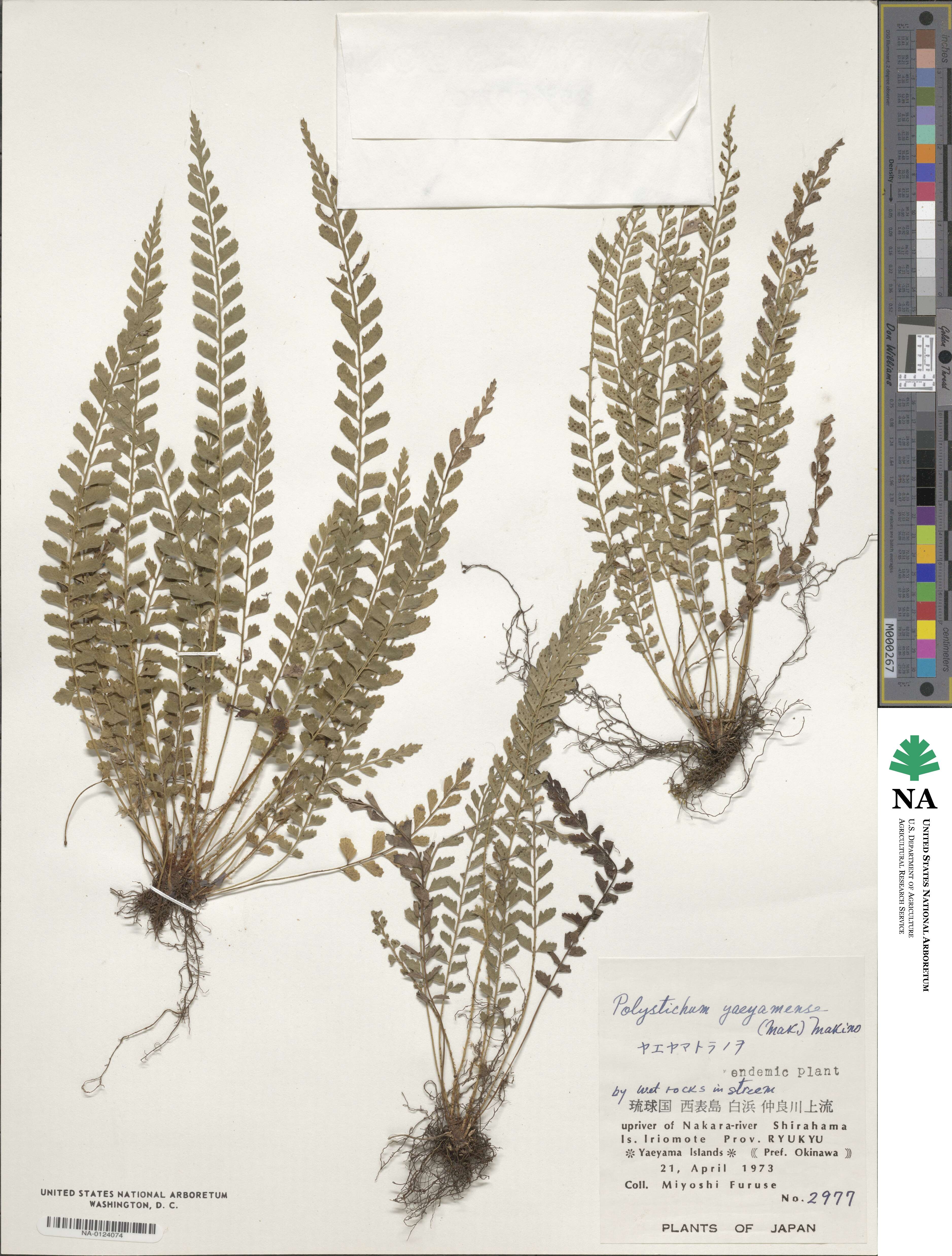 Polystichum yaeyamense image