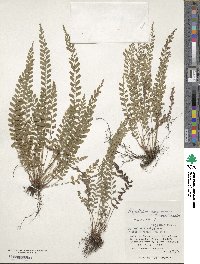 Polystichum yaeyamense image