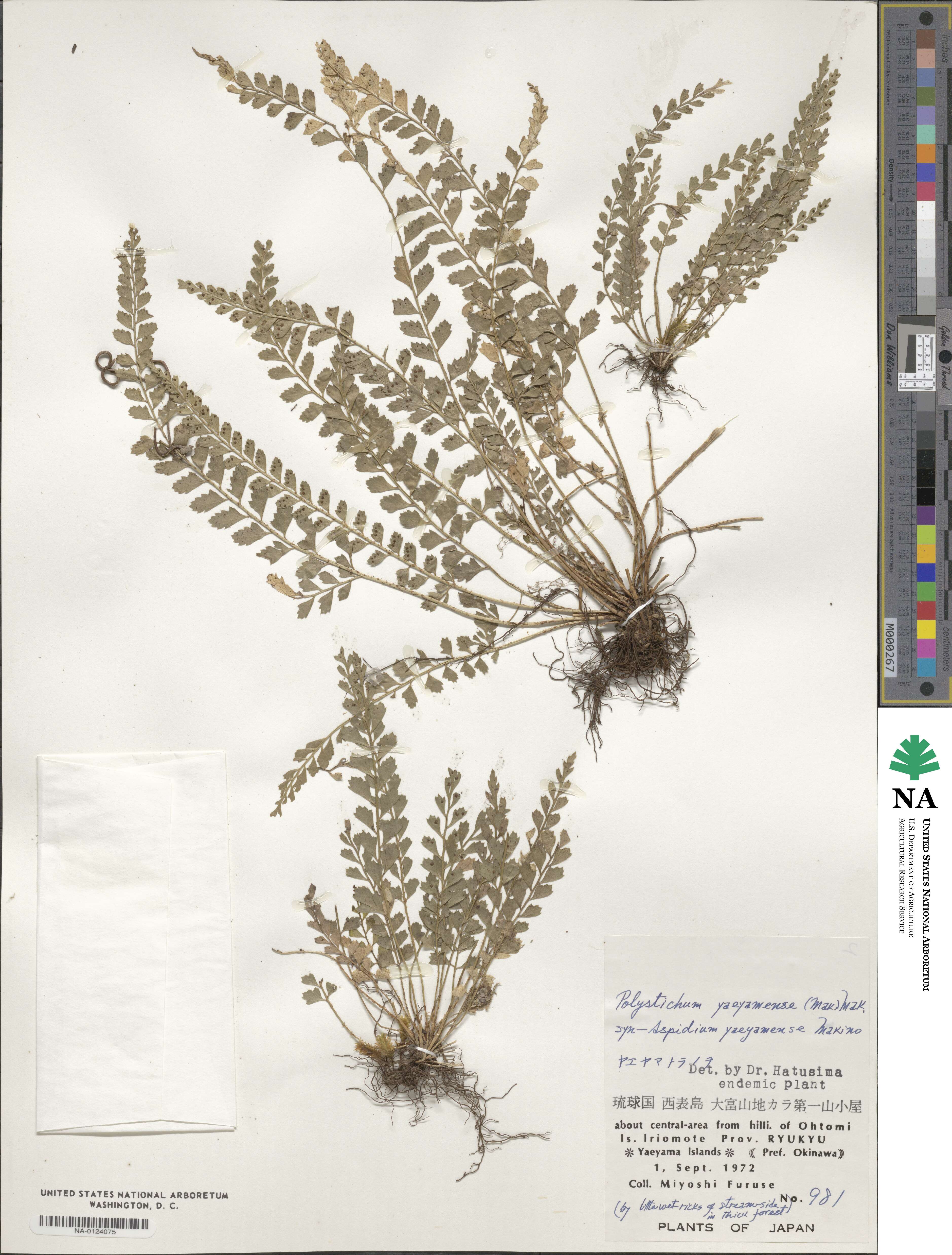 Polystichum yaeyamense image