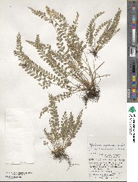 Polystichum yaeyamense image