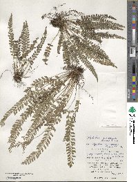 Polystichum yaeyamense image