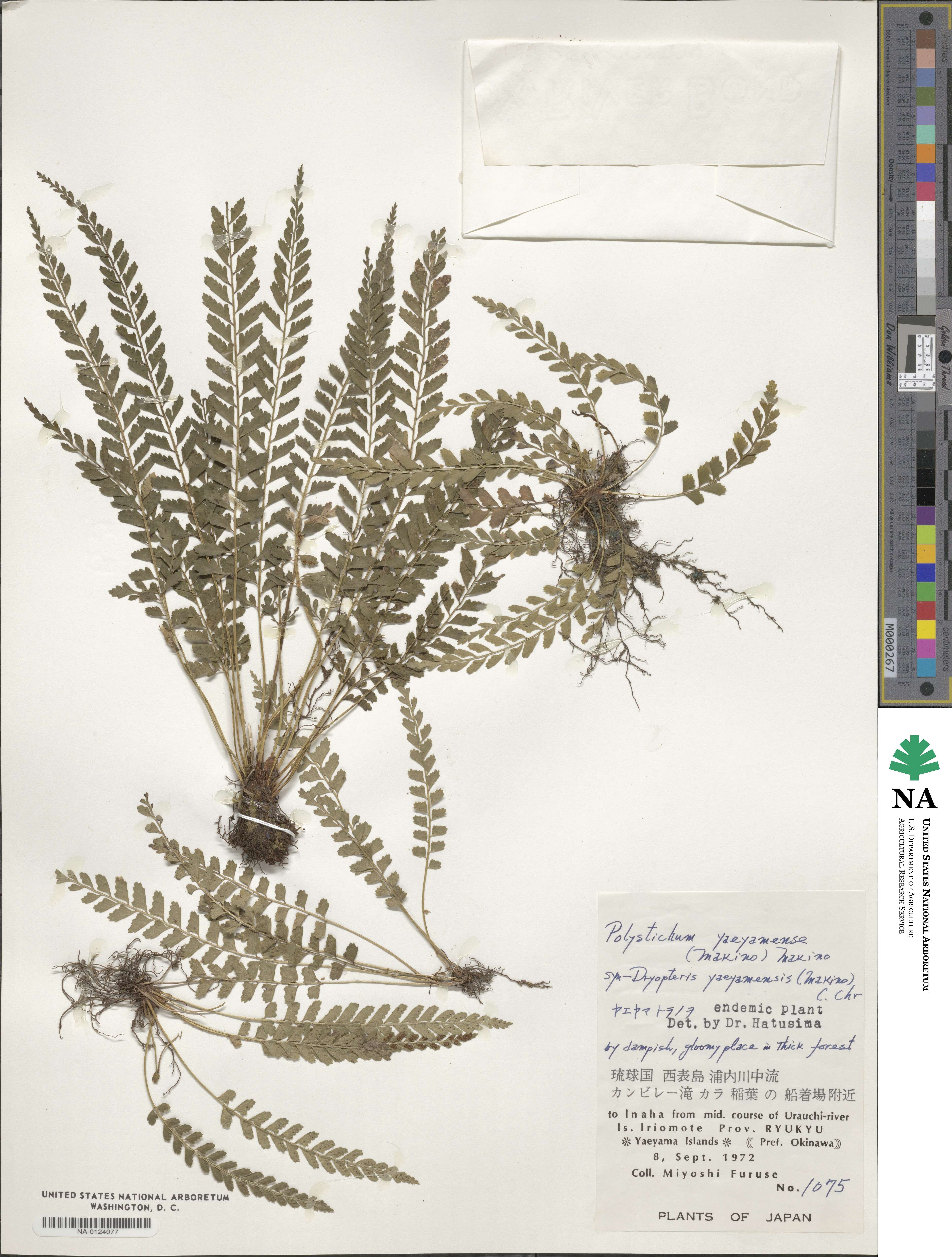 Polystichum yaeyamense image