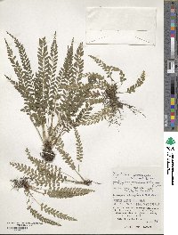 Polystichum yaeyamense image