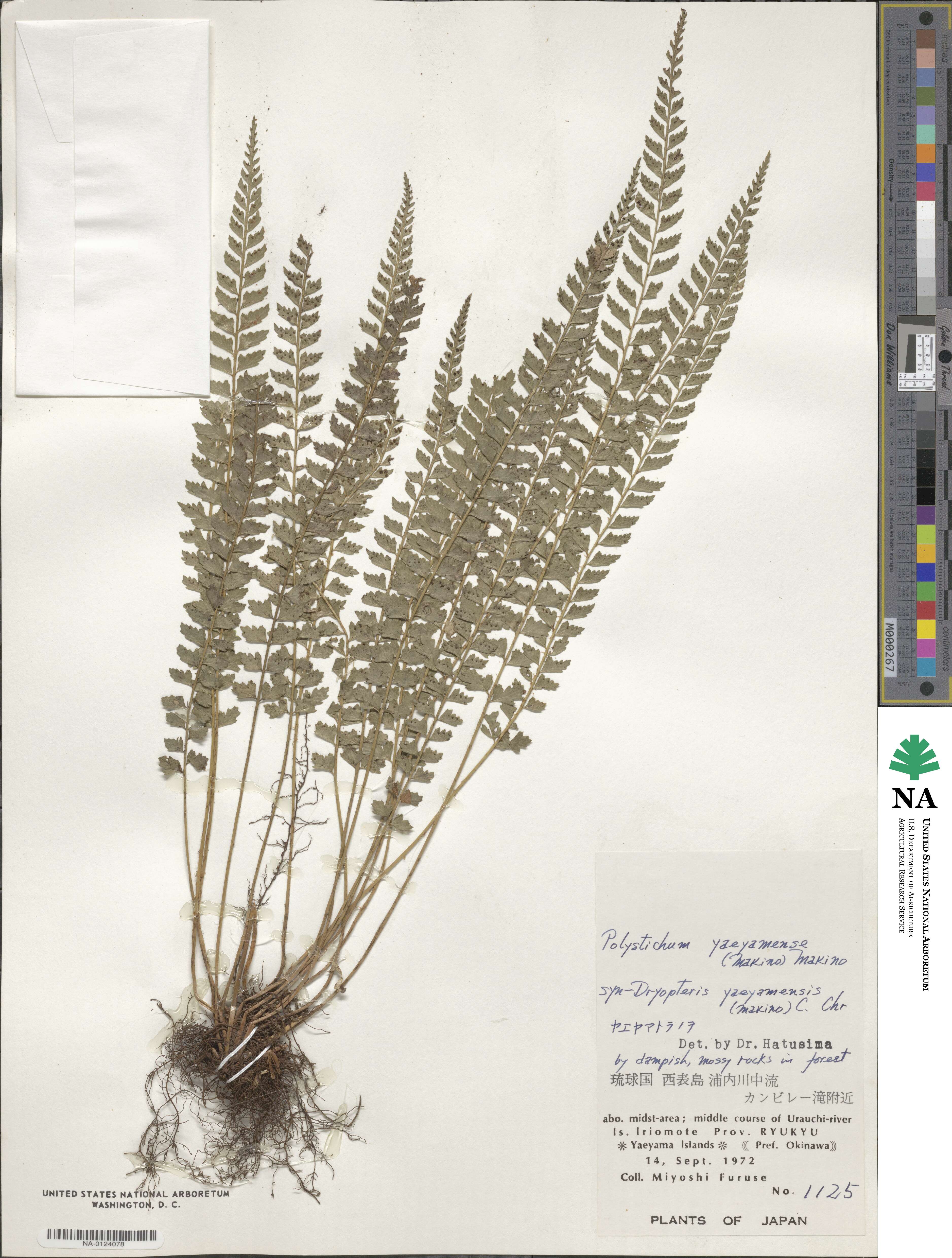 Polystichum yaeyamense image