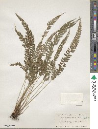 Polystichum yaeyamense image