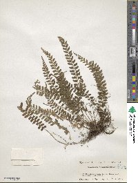 Polystichum yaeyamense image