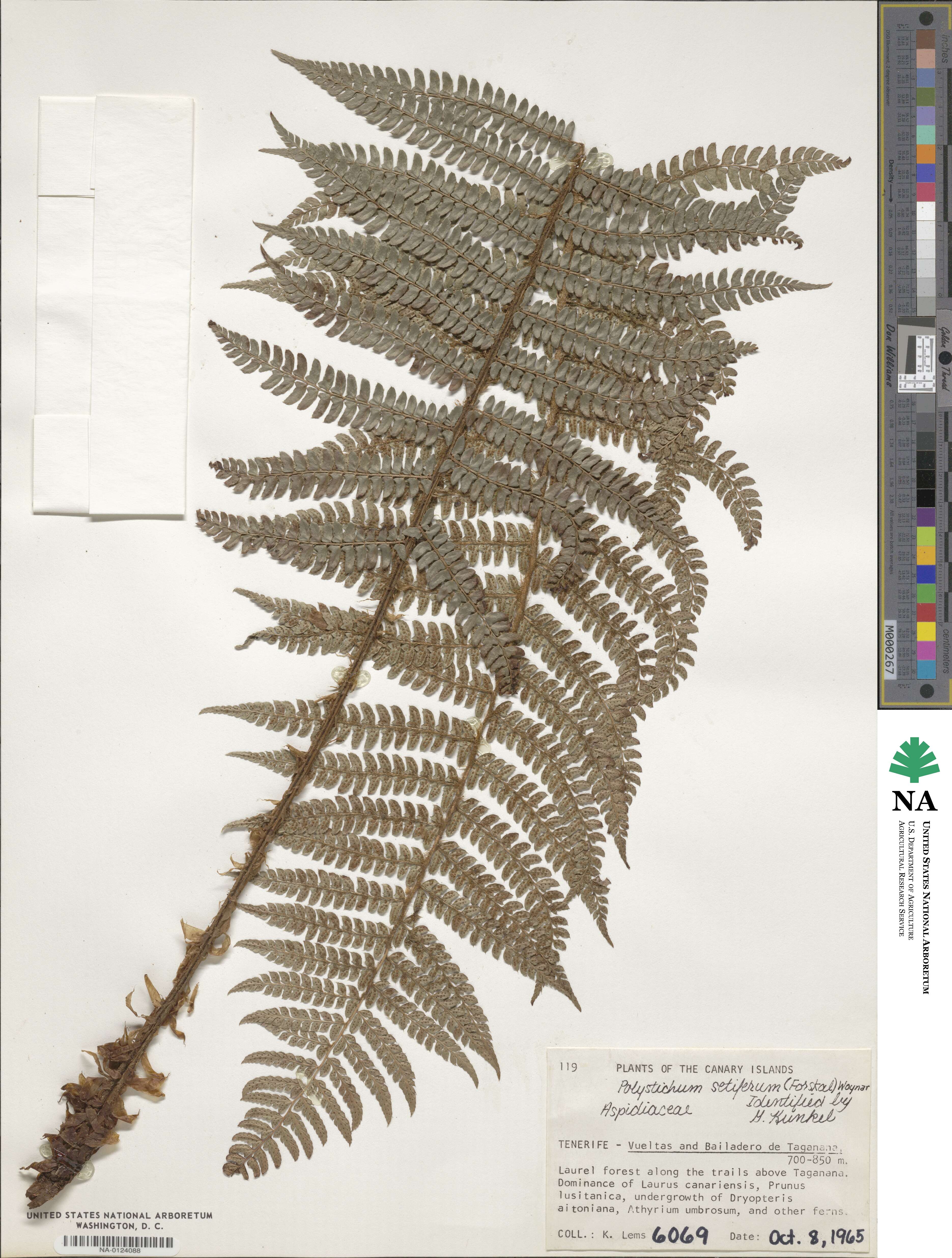 Polystichum setigerum image