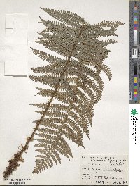 Image of Polystichum setigerum