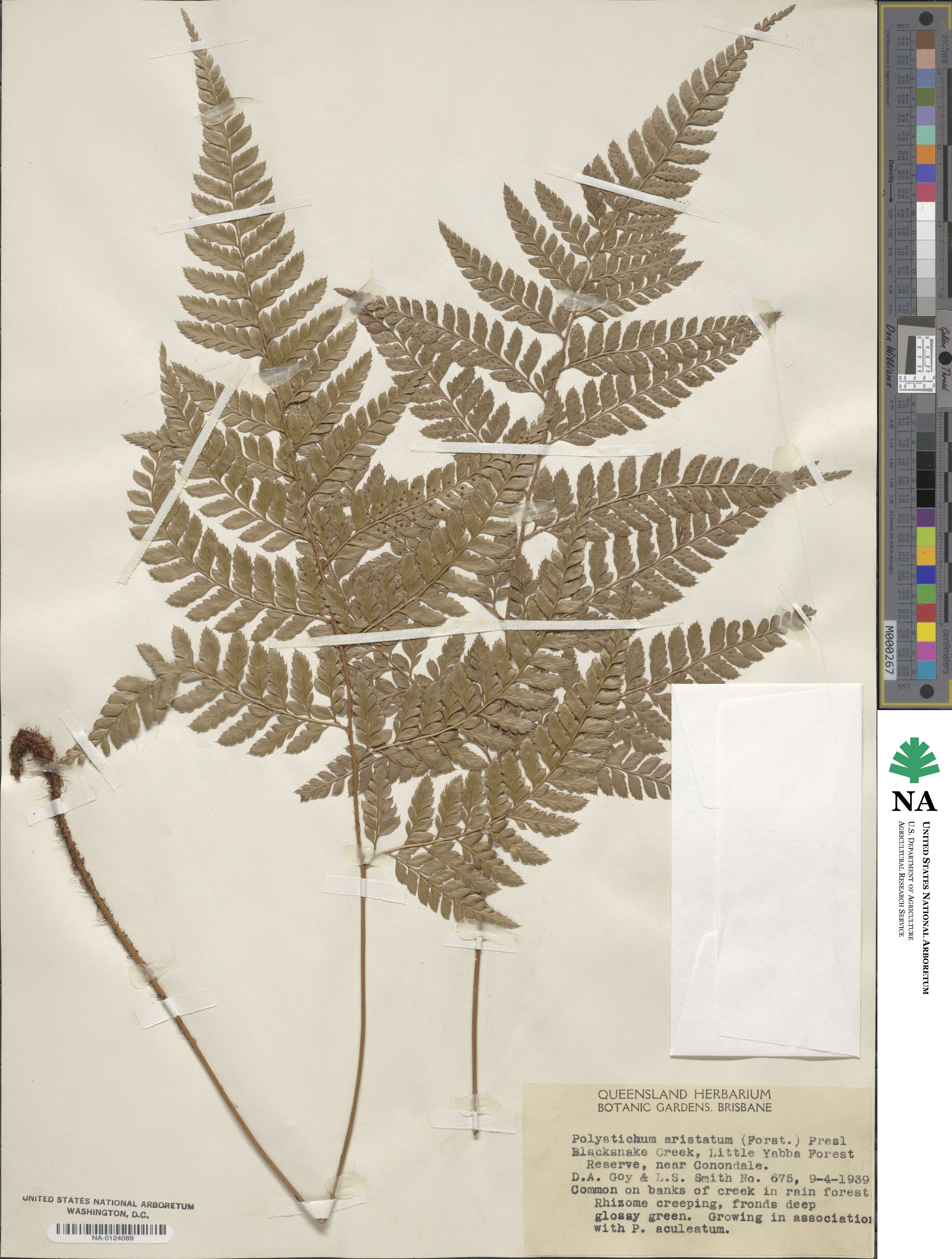 Polystichum aristatum image