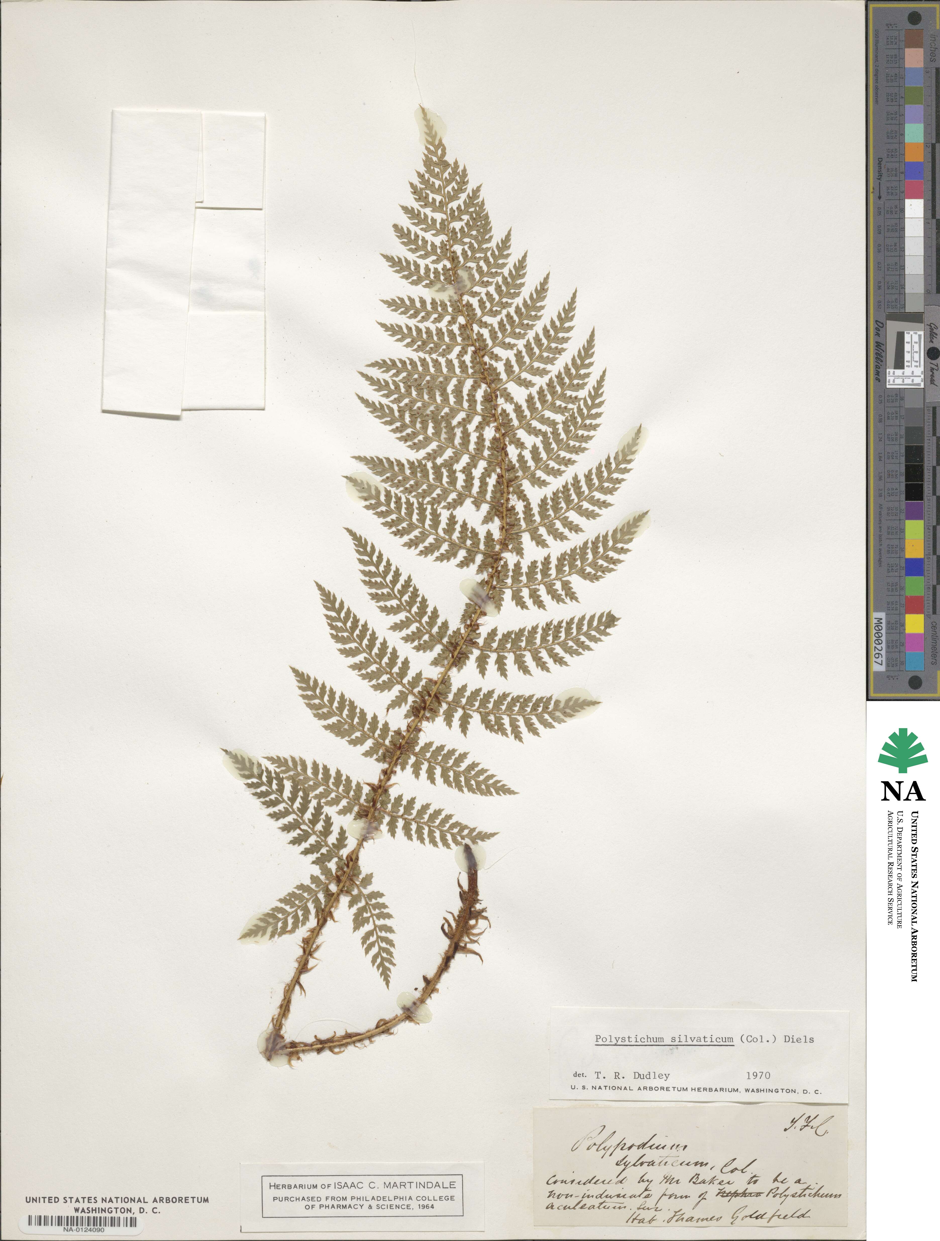 Polystichum silvaticum image