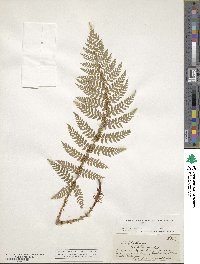 Image of Polystichum silvaticum